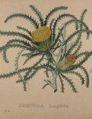 Van Geel botanicals